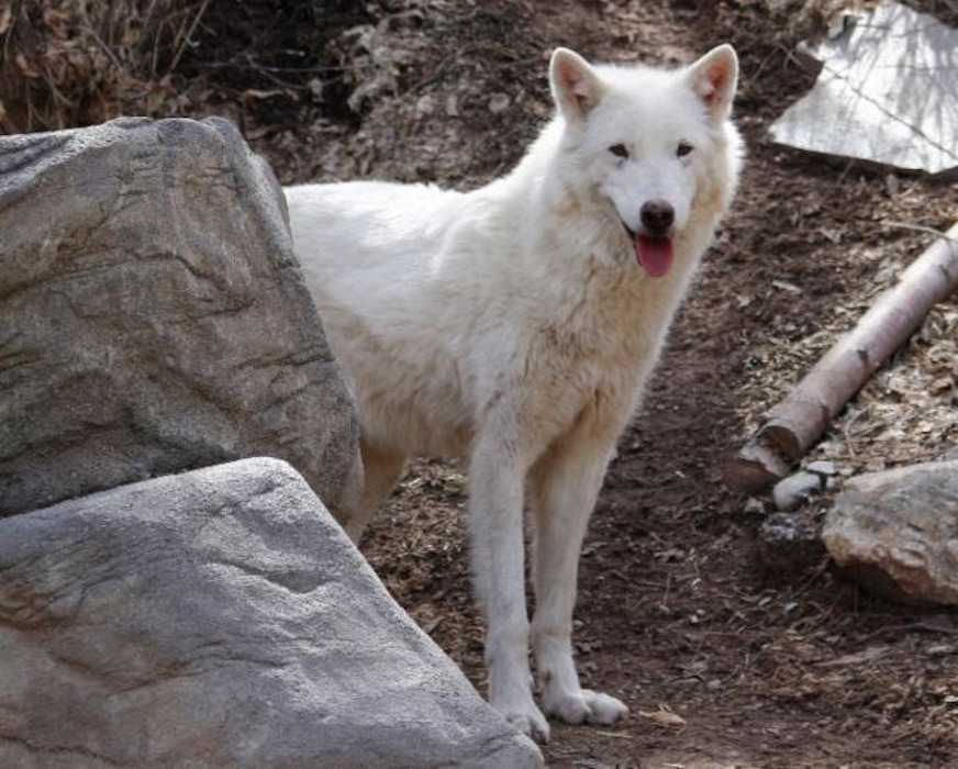 (Photo courtesy of Utah's Hogle Zoo) Angel, the 12-year-old North American gray wolf, is being transferred to a wolf sanctuary, the zoo announced Wednesday, Feb. 20. The zoo will no longer house gray wolves, which now have a health wild population after years of conservation efforts.