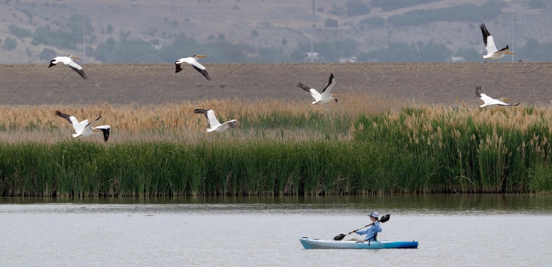 (Francisco Kjolseth | The Salt Lake Tribune) Aimee Van Tatenhove, Phd candidate at Utah State University studying American white pelicans, sees her attempt to coral the birds onto traps take flight despite her slow patient attempt on Wednesday, June 23, 2021. Van Tatenhove is tagging pelicans and equipping them with radio harnesses as part of an ongoing study into their declining numbers.
