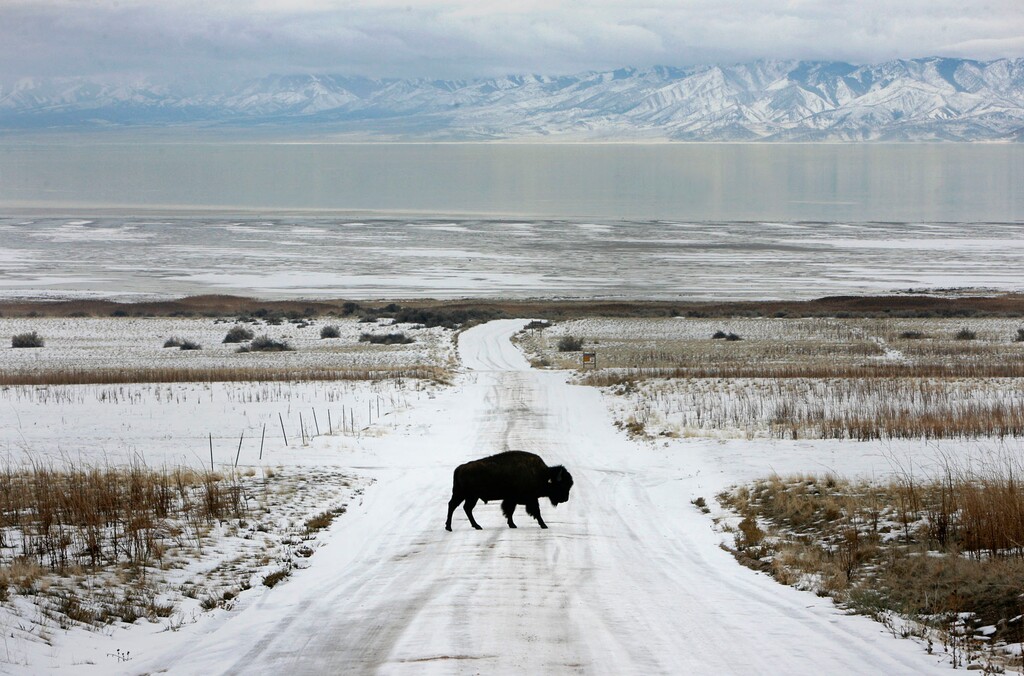 Scott Sommerdorf / The Salt Lake Tribune

A lone bison crosses the snow-covered road that leads to White Rock Bay near the northern tip of Antelope Island, Jan. 12, 2009.