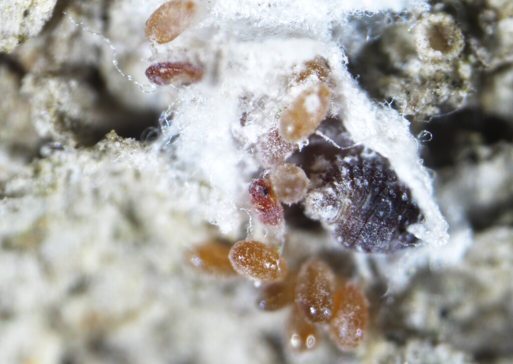 (Justin Williams) Balsam wooly adelgids found on Mount Timpanogos.