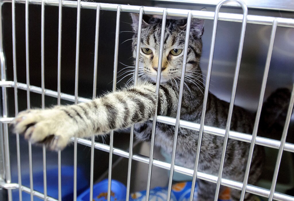 In this June 2015 photo, a cat reaches out of its cage at the Cache Humane Society in Logan, Utah. Police are setting up kennels at a northern Utah police station for stray animals after a split with the local Humane Society left the city of Logan without an animal shelter. (Eli Lucero/The Herald Journal via AP)