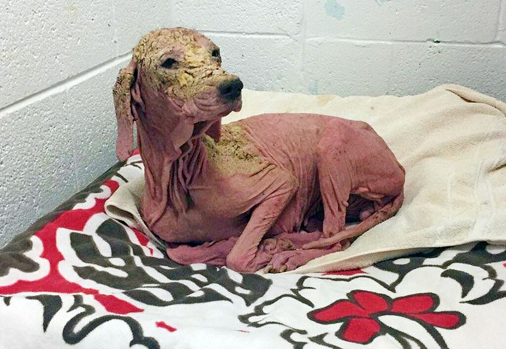 This undated photo provided by the Utah Animal Adoption Center shows a malnourished dog believed to have survived for weeks in a barren Utah desert, at a shelter in Salt Lake City. The dog is on the mend after being found by Matt Bentley, riding off-road west of Salt Lake City. The dog had lost all her hair to a skin disease caused by mites when he found her in the west desert. Oulson says the dog is expected to recover and be adopted if no family comes forward. (Lila Oulson/Utah Animal Adoption Center via AP)