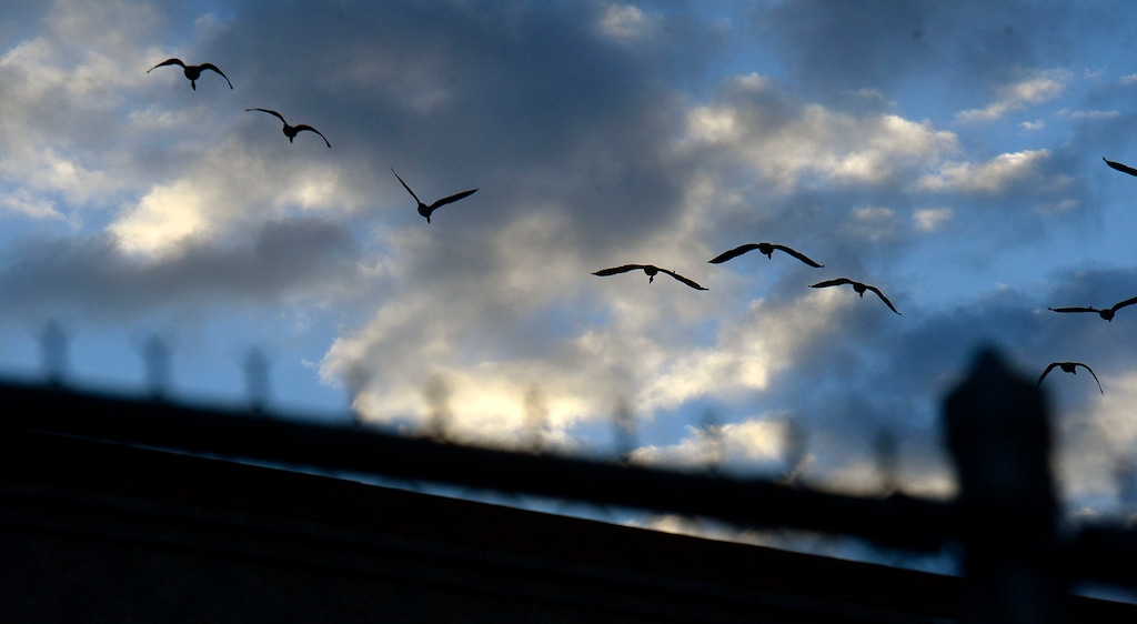 (Al Hartmann  |  The Salt Lake Tribune) Flock of Canada Geese fly over the fenceline and guard tower of the Utah State Prison Tuesday October 25.