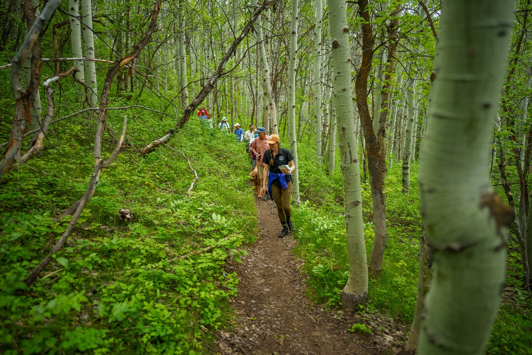 (Trent Nelson  |  The Salt Lake Tribune) Caitlin Willard leads a Hops Hunters Hike in Empire Canyon, Park City on Wednesday, June 8, 2022.