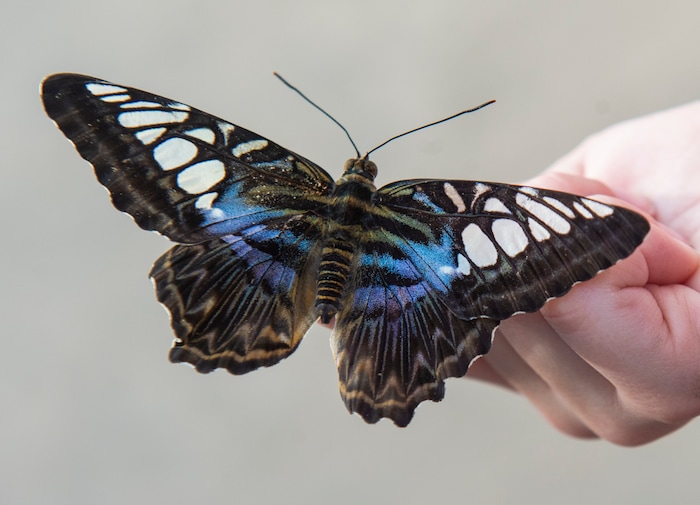 (Rick Egan  |  The Salt Lake Tribune)     
A butterfly rests on a childs finger, at the Butterfly Biosphere at  Thanksgiving Point’s Water Tower Plaza in Lehi. Tuesday, Jan. 22, 2019.  The Butterfly Biosphere is home to more than a thousand butterflies from around the world. The exhibit also has dozens of species of butterflies.
