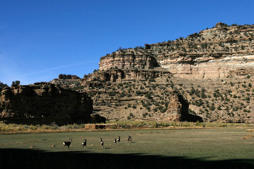 Rick Egan   |  Tribune file photo Deer roam in the Willow Creek area of Utah's Book Cliffs. Sportsmens groups are decrying a decision by the School and Institutional Trust Lands Administration to lease 80,000 acres in the Book Cliffs for oil and gas development.