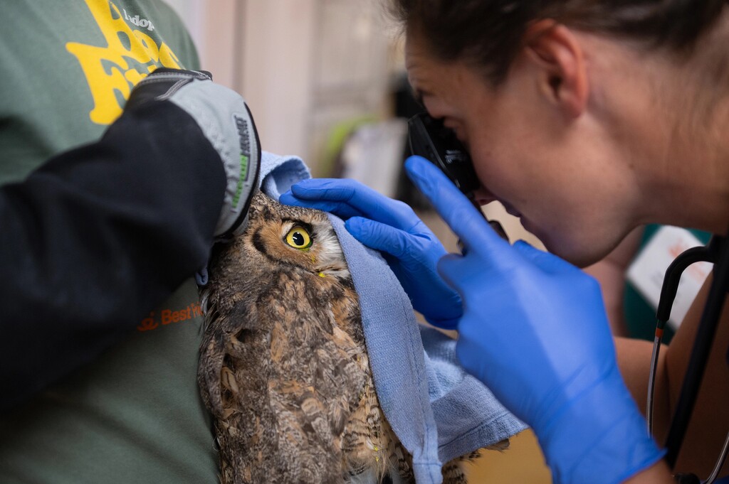(Best Friends Animal Society) Staff members at Best Friends Animal Society worked to clean and rehabilitate a great horned owl after he fell into a cement mixer.