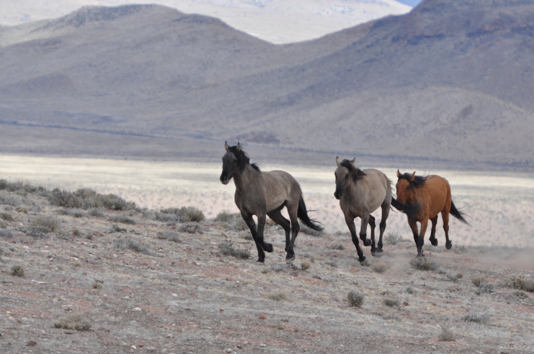 (Courtesy  |  Lisa Reid, BLM)  Bureau of Land Management officials rounded up 103 horses from the Sulphur Herd Management Area. Two wild horses perished during the roundup and two domestic horses were also captured during the event.