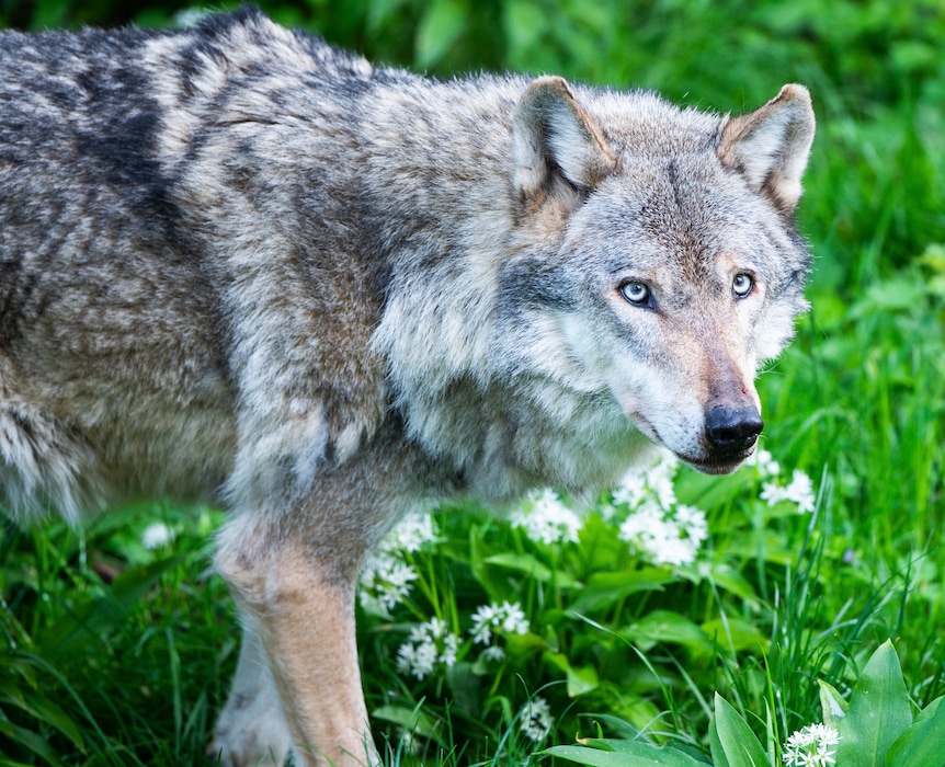 (Christophe Gateau | dpa via AP) In this Tuesday, May 7, 2019 photo, a grey wolf walks in its enclosure in the wildlife park 'Wisentgehege Springe' (wisent enclosure Springe) in Springe, central Germany.