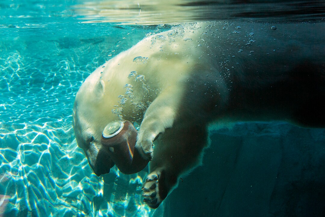 (Chris Detrick  |  The Salt Lake Tribune) Polar Bear Hope at Utah's Hogle Zoo Tuesday, October 10, 2017.