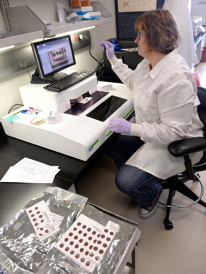 Al Hartmann  |  The Salt Lake Tribune  Laboratory technician Erinn Hardin puts punched blood samples into sample wells for further analysis at the Utah Public Health Laboratory The Utah Department of Health announced they're going to start testing every infant born in the state for spinal muscular atrophy. The neurodegenerative disease is the leading genetic cause of death for infants, affecting one in 11,000.  