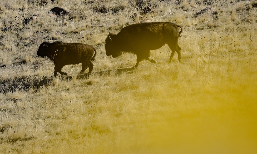 (Francisco Kjolseth  |  The Salt Lake Tribune)  Bison make the journey north as riders on horseback herd the animals during the 33rd annual roundup, Saturday, Oct. 26, 2019, on Antelope Island, a state park located near Syracuse in Davis County. Every year Utah wildlife and parks officials move the animals from across the island so they can be weighed, tagged and given health screenings.