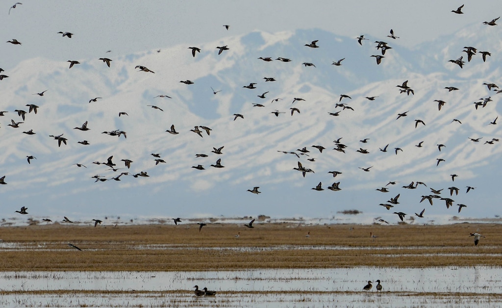 (Francisco Kjolseth | The Salt Lake Tribune) Thousands of shore birds and waterfowl take flight near the outflow of the Weber River where it meets the Great Salt Lake where critical shallow bird habitat has been covered with a few inches of water on Wednesday, April 12, 2023, following a record breaking snowpack year.