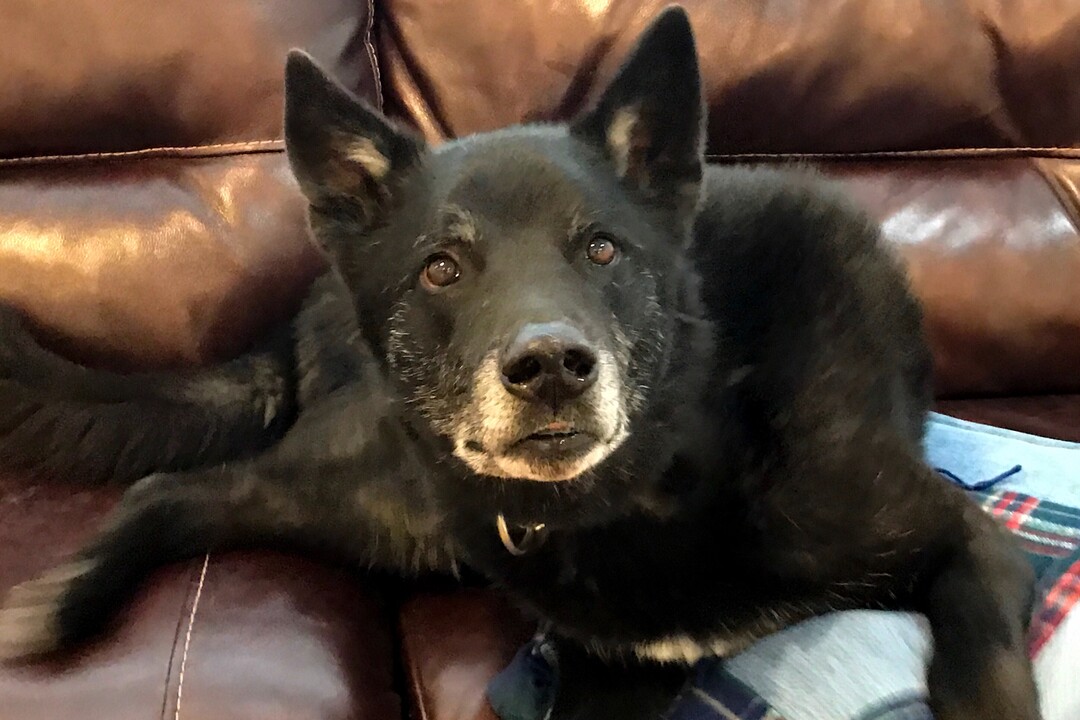 (Courtesy of Salt Lake County Animal Services)  Salt Lake County PAWlitical candidate Goliath