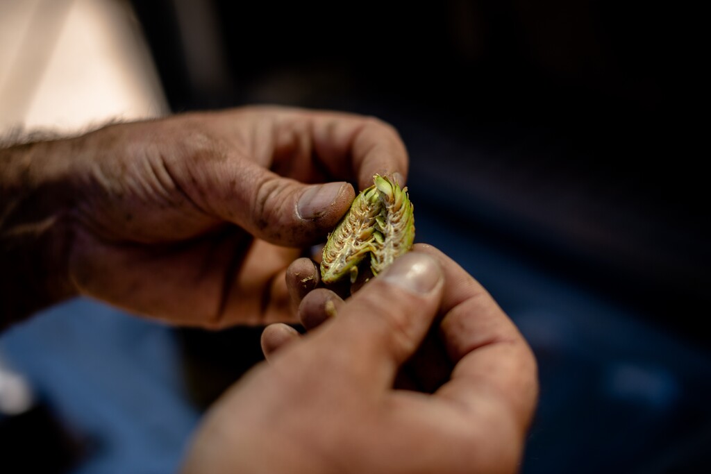 (Hilary Swift | The New York Times) David DeRoulac looks at the inside of a pinecone in Moab, Utah, Aug. 29, 2022. Seasonal workers climb tree after tree to collect seeds that will eventually help regrow forests, an effort that could get the country closer to its climate goals.