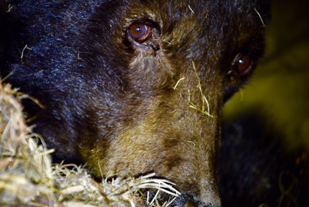 (Photo courtesy Utah Division of Wildlife Resources) This undated photo shows Xina, a female thought to be the oldest black bear in Utah, when she died in mid-June 2019 at approximately age 31. Xina, who had a radio collar placed on her in 1992, is believed to have died of natural causes in the Book Cliffs.