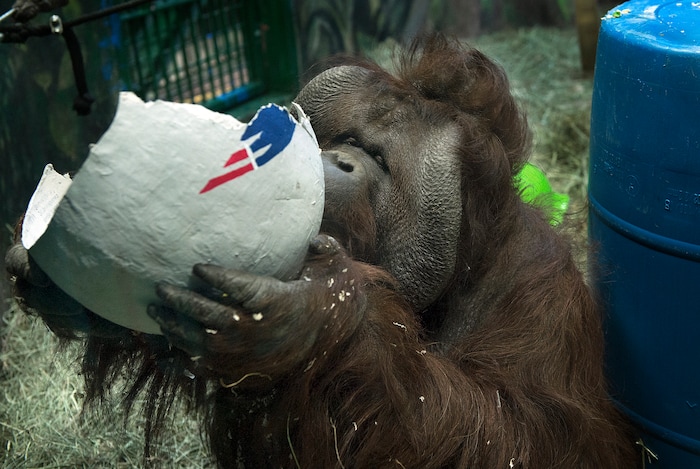 Scott Sommerdorf | The Salt Lake Tribune
Mia, one of the Hogle Zoo's Bornean Orangutans, nibbles on the papier-mache helmet the New England Patriots after another of the Zoo's orangutans chose the Patriots as the winners of Super Bowl 52 by touching the Patriot helmet over the one representing the Philadelphia Eagles at Salt Lake City's Hogle Zoo, Thursday, February, 1, 2018.