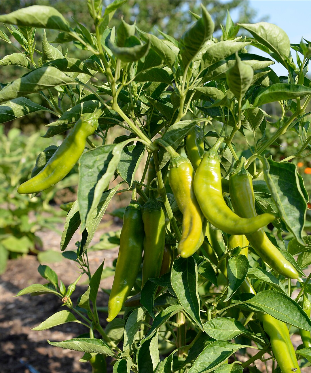 (Al Hartmann  |  The Salt Lake Tribune) A cluster of peppers grows at the Wasatch Community Gardens' Green Team farm on Wednesday, Aug. 2. A group of homeless and formerly homeless women tend a 1.5-acre vegetable farm on land owned by the Salt Lake City's Redevelopment Agency. The women are paid as they learn about agriculture and business, and they receive a break from the stresses of their daily lives.