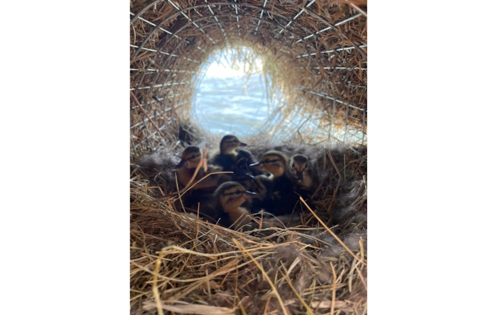 (Utah Lake Authority) Ducklings nest in a man-made henhouse at Utah Lake.