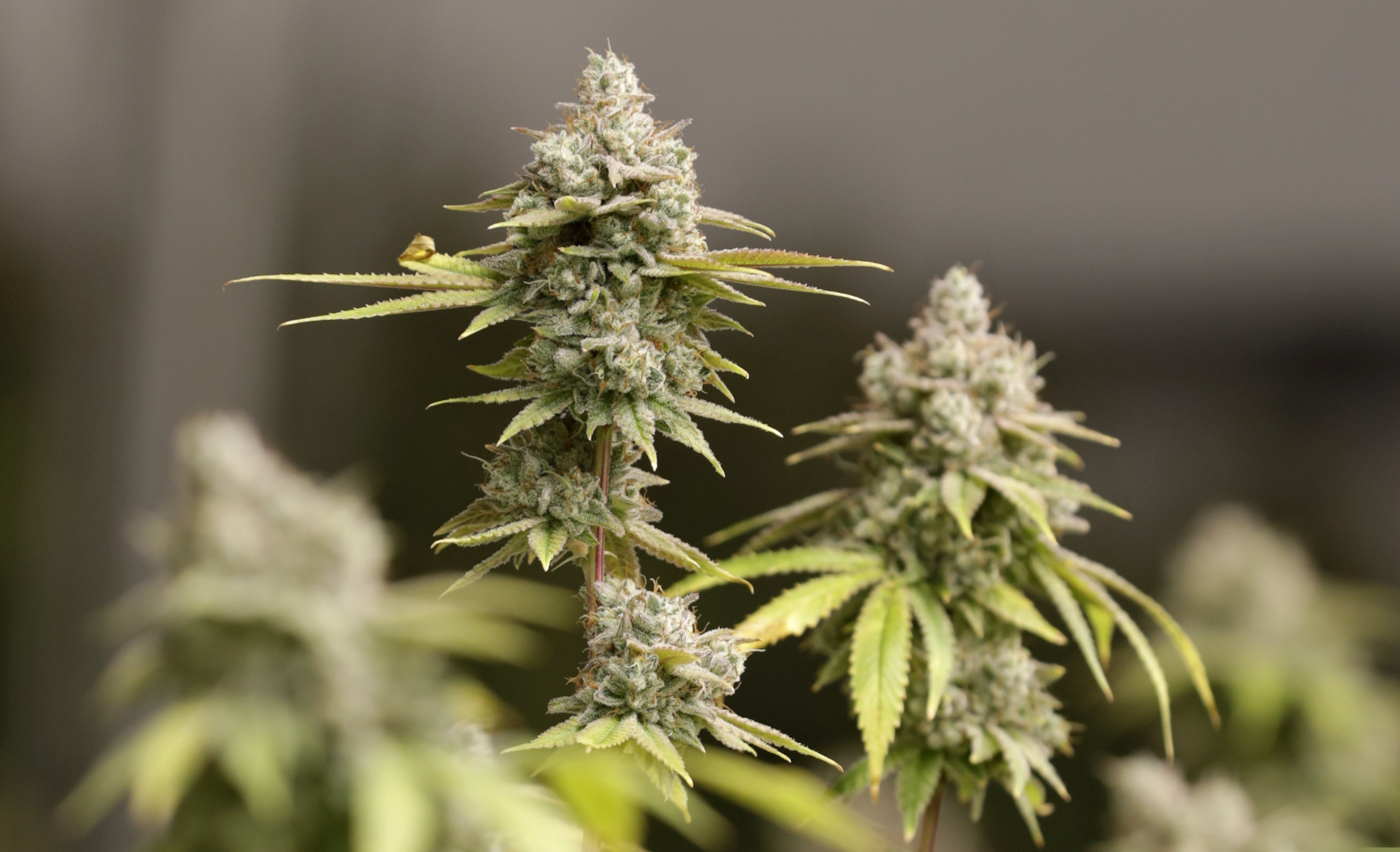 (Tony Dejak | AP file photo) Six companies are challenging Utah's decision to award a smaller number of medical marijuana grower licenses. The state's Division of Purchasing said Monday, July 29, they received appeals from six applicants who did not receive a license prior to Friday's deadline. Some applicants have said Utah is granting licenses to unqualified cultivators and will create a cannabis shortage.