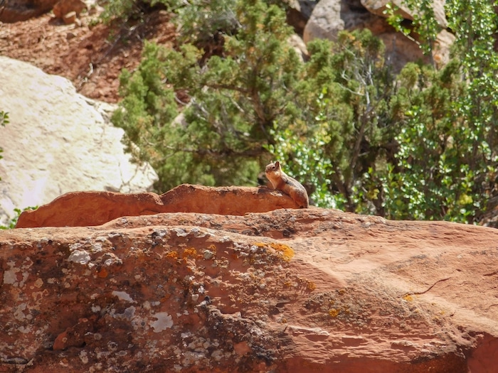 Erin Alberty  |  The Salt Lake TribuneA rodent scurries near the Desert Voices trail on May 27, 2017, at Dinosaur National Monument
