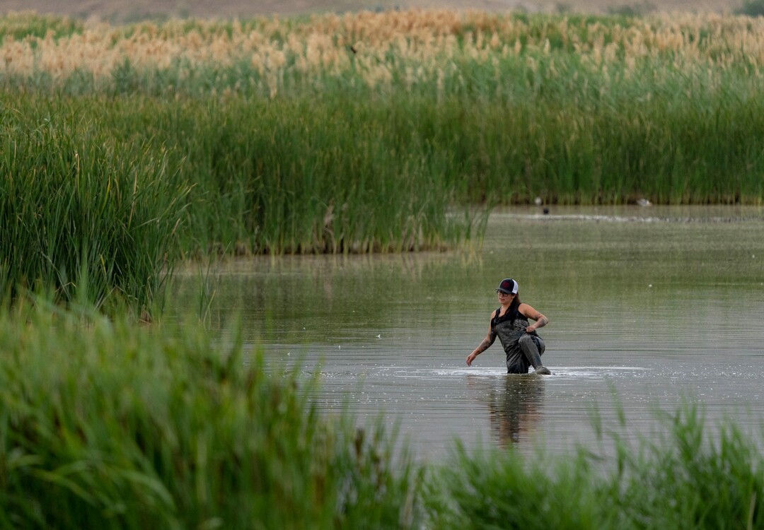 (Francisco Kjolseth | The Salt Lake Tribune) Undergraduate student at Westminster College Paulina Martinez navigates deep sinking muddy waters after helping traps for American white pelicans as part of a study on Wednesday, June 23, 2021.