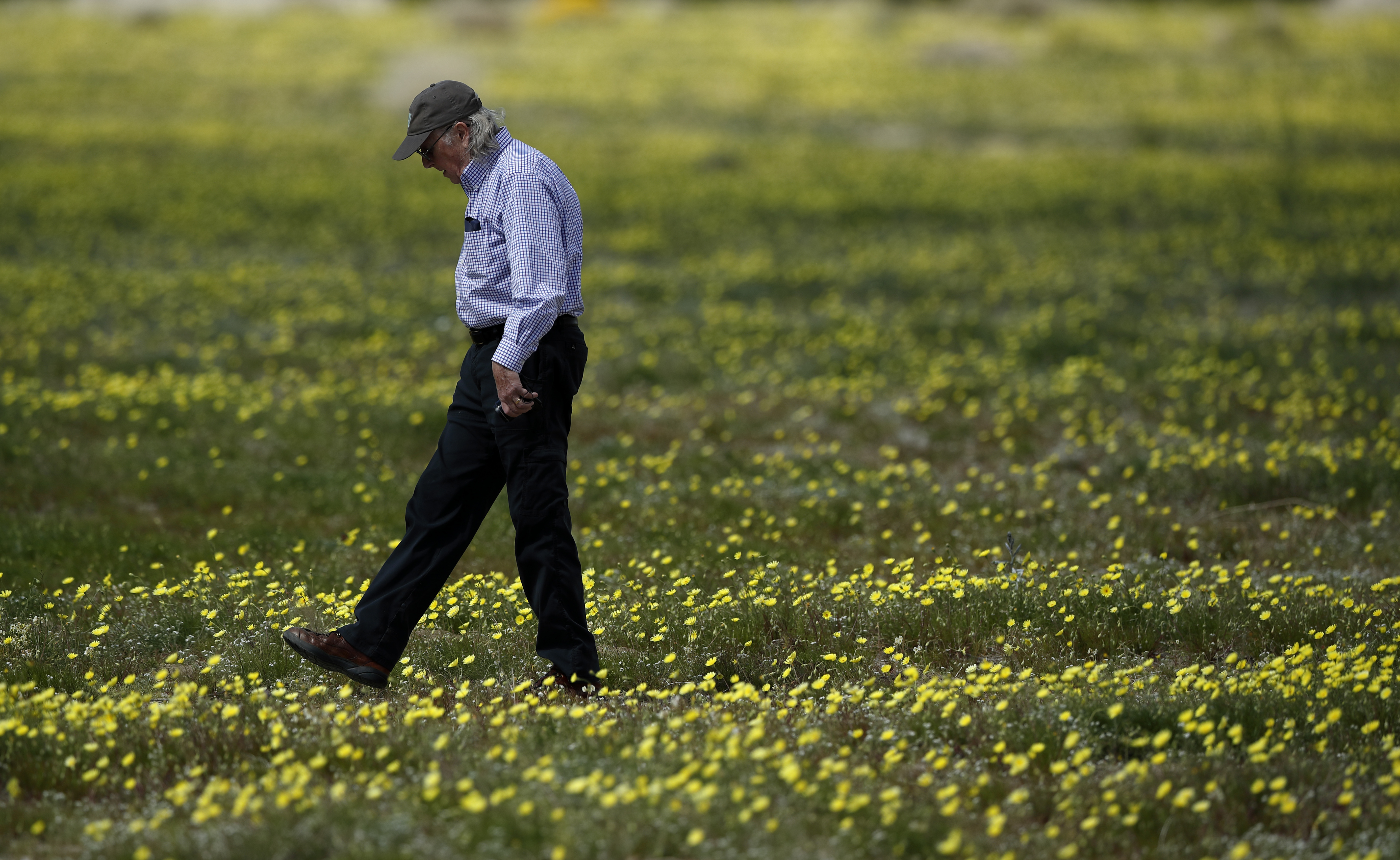 In this Wednesday, March 6, 2019, photo, a man walks among wildflowers in bloom near Borrego Springs, Calif. Two years after steady rains sparked seeds dormant for decades under the desert floor to burst open and produce a spectacular display dubbed the "super bloom," another winter soaking this year is shaping up to be possibly even better. (AP Photo/Gregory Bull)