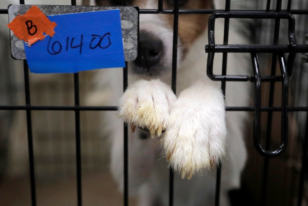 (Julio Cortez | The Associated Press) In this June 14, 2019, file photo a terrier sits in a kennel.