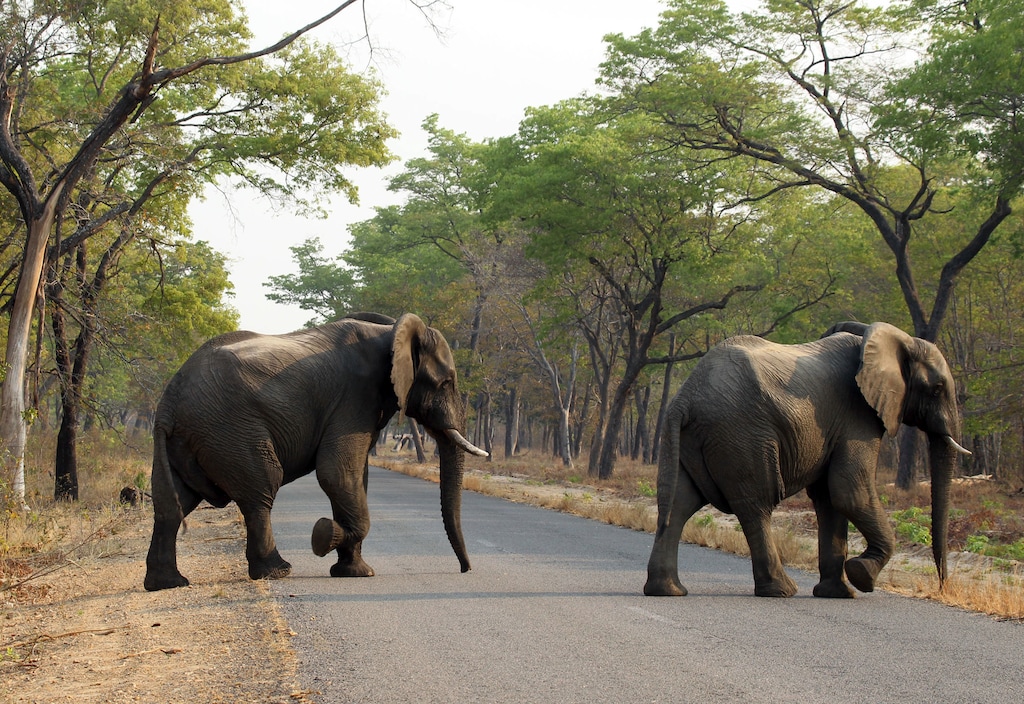 (AP file photo) Elephants cross a road in the Hwange National Park, Zimbabwe, seen in 2015.  Wildlife groups are suing the U.S. Fish and Wildlife Service over its Nov. 17, 2017 decision to lift a ban on importing hunting trophies to the U.S. from Zimbabwe as well the agency’s decision to issue permits to import trophies to 16 U.S. hunters — including a Utah man — ostensibly while that ban was still in place.