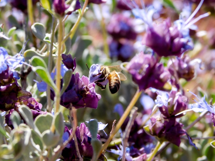 (Erin Alberty  |  The Salt Lake Tribune)

Desert sage blooms April 2, 2017 along the trail to the Warner Valley dinosaur tracks south of Hurricane.