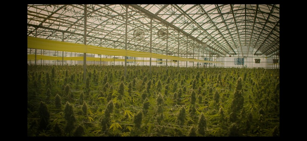 (Photo courtesy of Zion Cultivars) Medical cannabis growing in Zion Cultivars' Weber County greenhouse on Nov. 5, 2020.