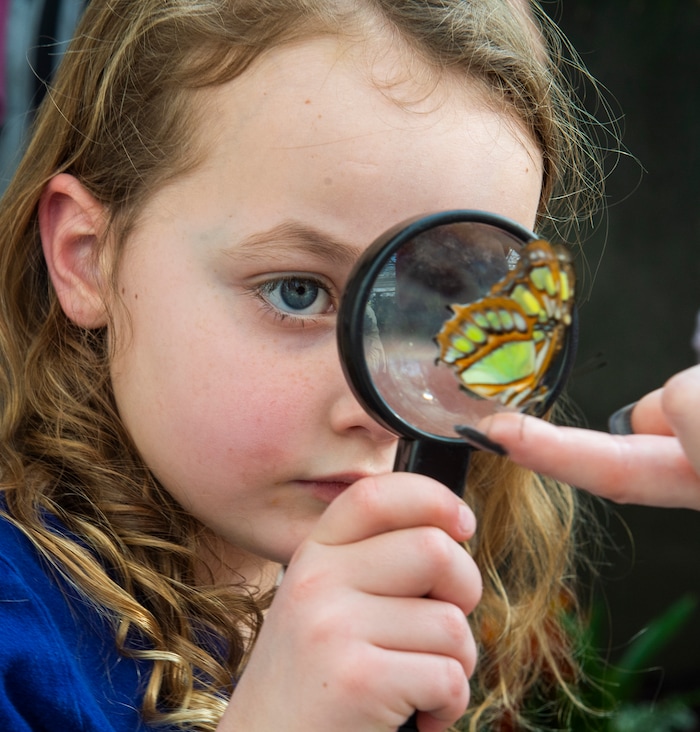 (Rick Egan  |  The Salt Lake Tribune)     
Addie Walston, 6, from Herriman, gets a close-up look at a butterfly at the Butterfly Biosphere at Thanksgiving Point’s Water Tower Plaza in Lehi. Tuesday, Jan. 22, 2019.  The New Butterfly Biosphere is home to more than a thousand butterflies from around the world.