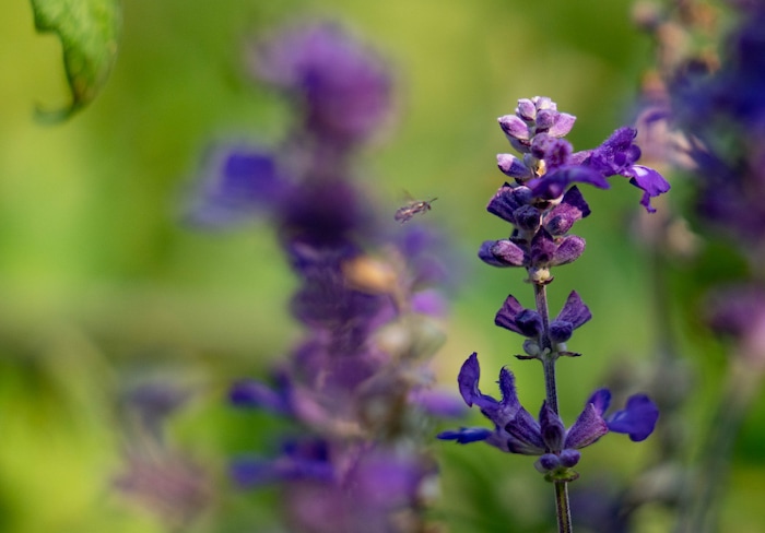 (Francisco Kjolseth | The Salt Lake Tribune) Salt Lake City unveils its newest community garden at Richmond Park on Wednesday, Aug. 4, 2021.