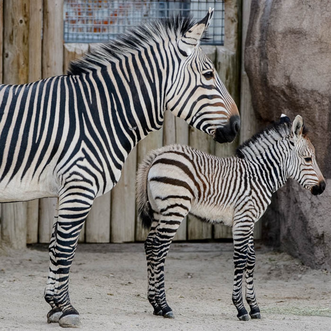 (Trent Nelson | The Salt Lake Tribune)  Clementine, left, a baby zebra born Oct. 23, with her mother, Zoe, at Utah's Hogle Zoo, Tuesday Oct. 30, 2018.
