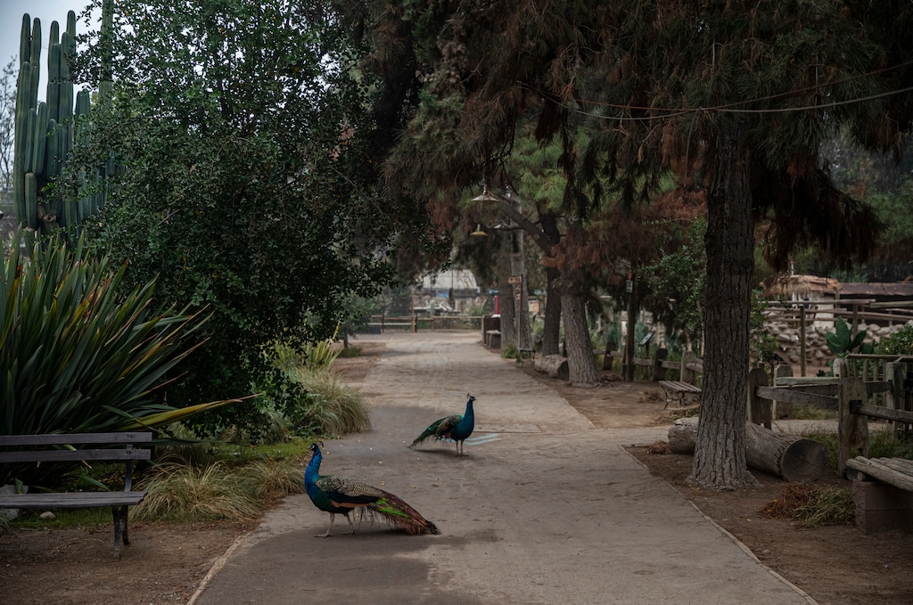 (Esteban Felix | AP) Zoos around the world allow their peacocks to roam free, such as these ones at the Buin Zoo in Santiago, Chile, in June 2021. In Utah, the Hogle Zoo has re-homed its flock of free-roaming peafowl after one of the birds allegedly attacked four children in April 2021, a lawsuit states.