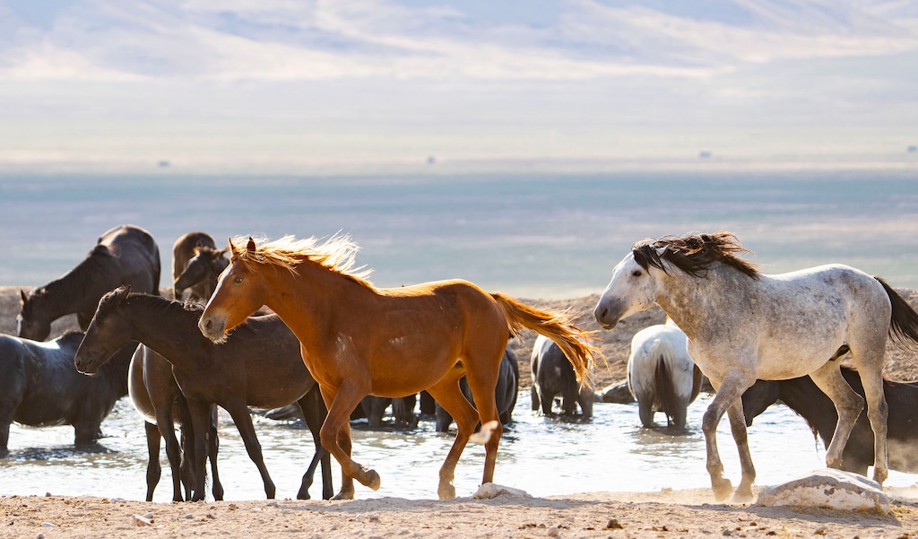 (Rick Egan | The Salt Lake Tribune) Wild horses from the Onaqui wild horse herd gather around Simpson Springs, on Wednesday, July 14, 2021.