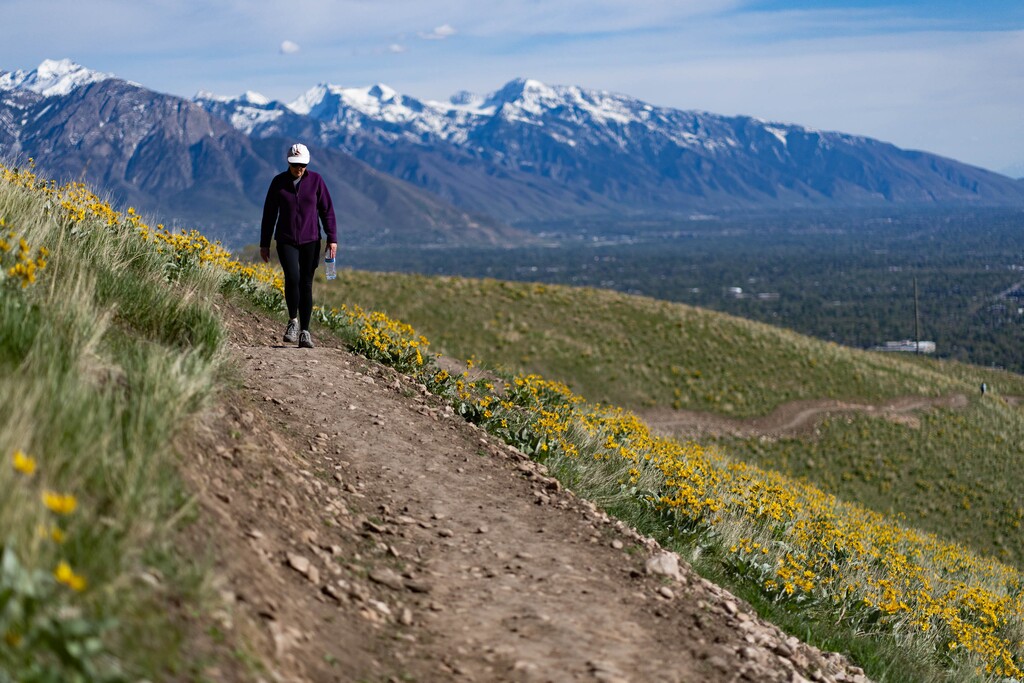(Francisco Kjolseth | The Salt Lake Tribune) The Avenues Ridgeline Trail is a new trail (combining parts of old trails + some totally new) with sweeping views of the Salt Lake Valley from the “summit.” The highlights of the trail right now are beautiful yellow leafy arnica, which are everywhere, along with Missouri milkvetch. Though numerous variations exist It's about 3 miles long and not too difficult except for a couple short, steep climbs. The trail is primarily used for hiking, mountain biking, running and nature trips May 12, 2021.