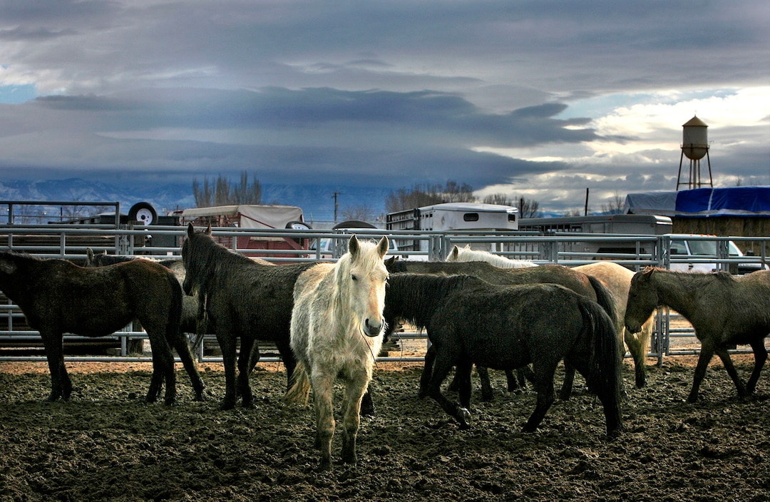 (Scott Sommerdorf  | Tribunefile photo)   A group of wild horses stand in pens as they await adoption. The Bureau of Land Management holds a wild horse adoption Saturday, January 24, 2009, in Delta.