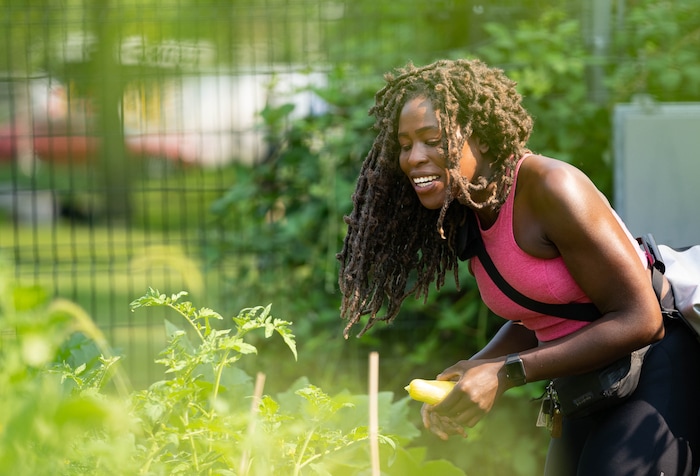 (Francisco Kjolseth | The Salt Lake Tribune) Nkenna Onwuzuruoh picks yellow squash from her plot inside the newest community garden in Salt Lake City at Richmond Park on Wednesday, Aug. 4, 2021.