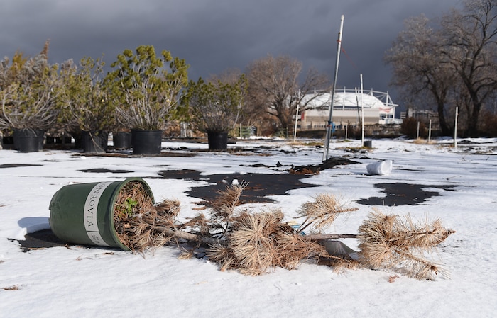 (Francisco Kjolseth  |  The Salt Lake Tribune)  Rio Tinto Stadium looms in the background of Wasatch Shadows Nursery in Sandy. After 42 years, owners, Loren and Debbie Nielsen, are retiring. They have sold the 10 acre plot to Sandy City for future development.