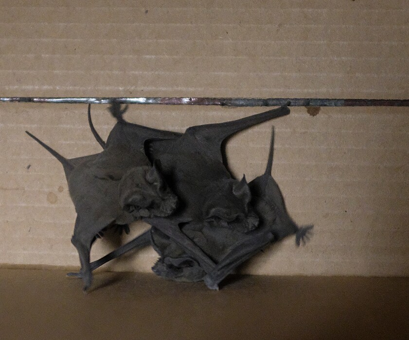 (File photo courtesy of Thomas B. Szalay)  Bats are seen in a box after they were caught by Ronnie Johnson at West High in Salt Lake City on Sept. 20, 2017.