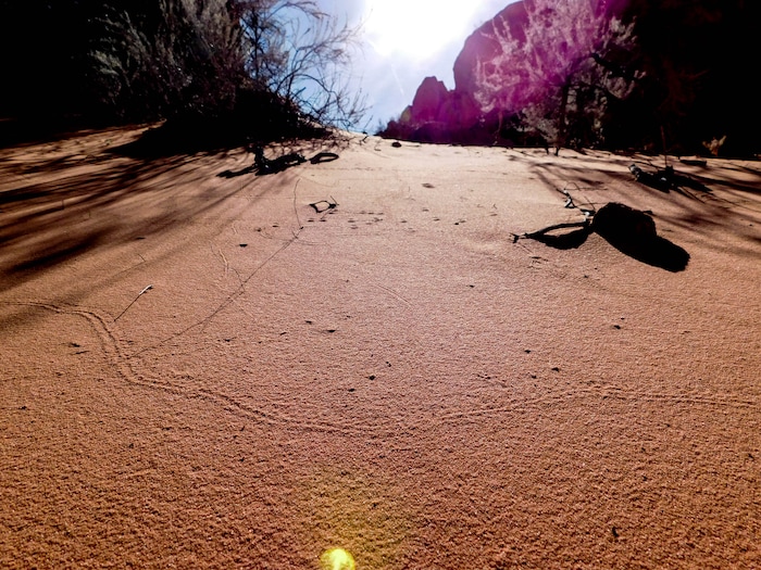 Erin Alberty  |  The Salt Lake Tribune

A snake's trail is visible in the morning sun March 12, 2017 along the Babylon Arch trail in the Red Cliffs Desert Reserve near Leeds.