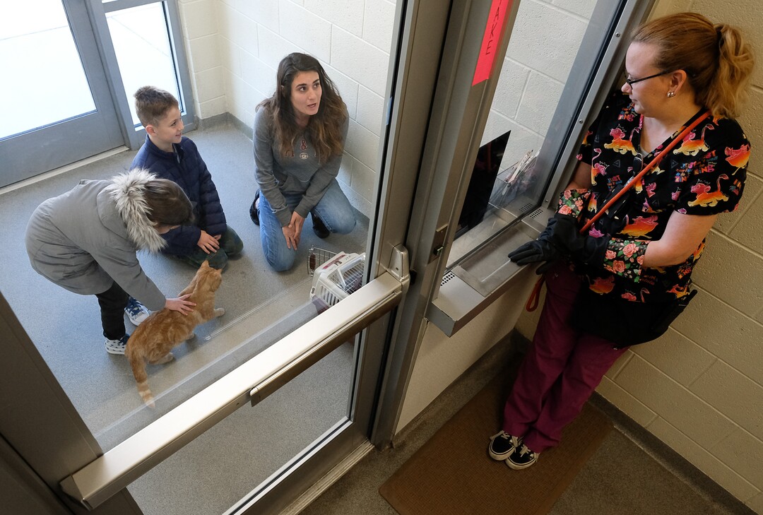 (Francisco Kjolseth  |  The Salt Lake Tribune) Samantha Vasquez of Copperton is joined by her kids Avery, 6, and Aiden, 9, as they meet Tangerine the cat at the West Valley City Animal Shelter on Thursday, April 2, 2020, in a safe space just outside the shelter with the help of kennel tech Kim Castaneda. Due to COVID-19, many shelters are experimenting with Facebook Live adoption fairs or Zoom and FaceTime introductions with potential adopters, and if they are serious one-on-ones. Despite the restrictions, adoption numbers seem to be up.