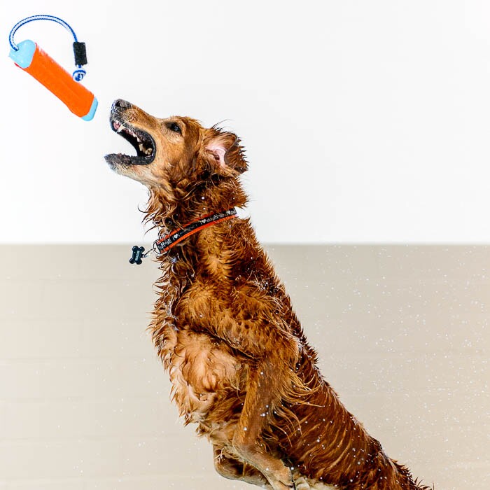 (Trent Nelson | The Salt Lake Tribune) David Valdez works with Dexter in the new Aquatic Fitness Center at DogMode in Salt Lake City on Tuesday, Nov. 28, 2017.