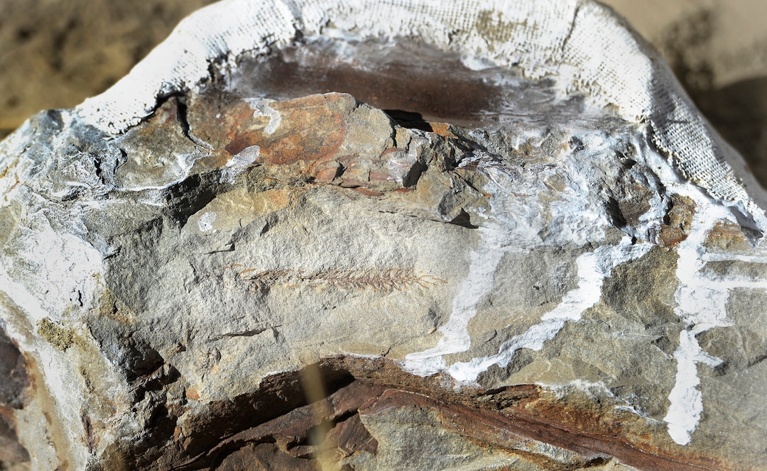 (Scott Sommerdorf   |  The Salt Lake Tribune)   A fossil of a conifer from the early cretaceous period can be seen in the center of a piece of rock that also encases a bone from the Tyrannosaurus Rex skeleton he found near Tropic, Utah, Sunday, October 15, 2017. 