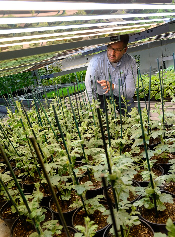 (Francisco Kjolseth  |  The Salt Lake Tribune)  Clark Bell, CEO of Aqua-Yield -- a new company in Draper that uses nano technology to make fertilizers more efficient -- describes studies taking place in their indoor research and development facility. The company says its products can cut down the use of fertilizers by as much as 80 percent or more.