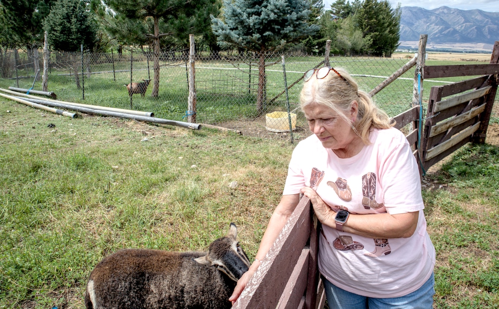 (Brock Marchant | The Salt Lake Tribune) Sheri Schiess feeds her lambs with hay grown on the farm she and her husband, Boyd, decided to preserve.