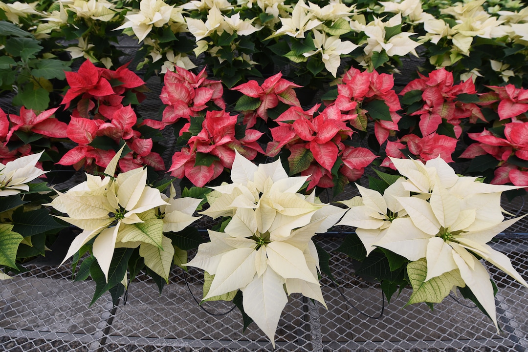 (Francisco Kjolseth  |  The Salt Lake Tribune)  A small crew at the Salt Lake City International Airport has been busy growing 1500 poinsettias for the holiday season. Starting Sunday airport staff will start to distribute the various breeds grown from small plugs to decorate the terminals for Christmas.