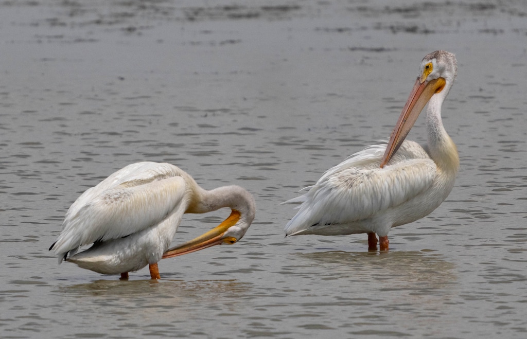 (Francisco Kjolseth | The Salt Lake Tribune) American white pelicans gather at Bear River Migratory Bird Refuge, a 74,000-acre nature reserve in the northern Great Salt Lake, June 23, 2021.