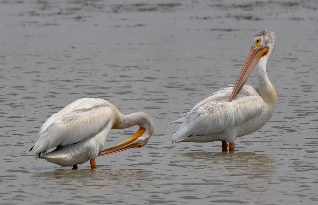 (Francisco Kjolseth | The Salt Lake Tribune) American white pelicans gather at Bear River Migratory Bird Refuge, a 74,000-acre nature reserve in the northern Great Salt Lake on Wednesday, June 23, 2021. Pelicans at the refuge have flown thousands of miles to get to the Great Salt Lake, where thousands of them will hatch chicks on Gunnison Island, one of the species’ largest breeding colonies.